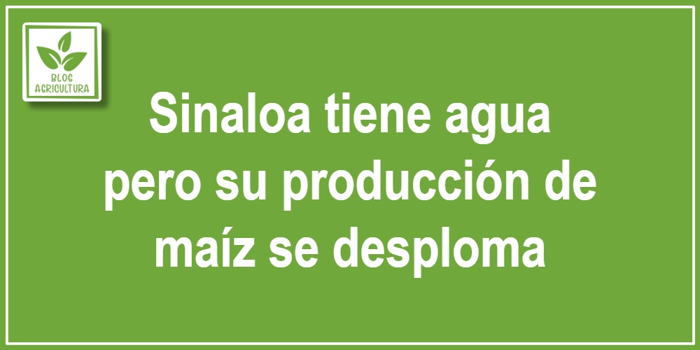 Sinaloa tiene agua pero su producción de maíz se desploma