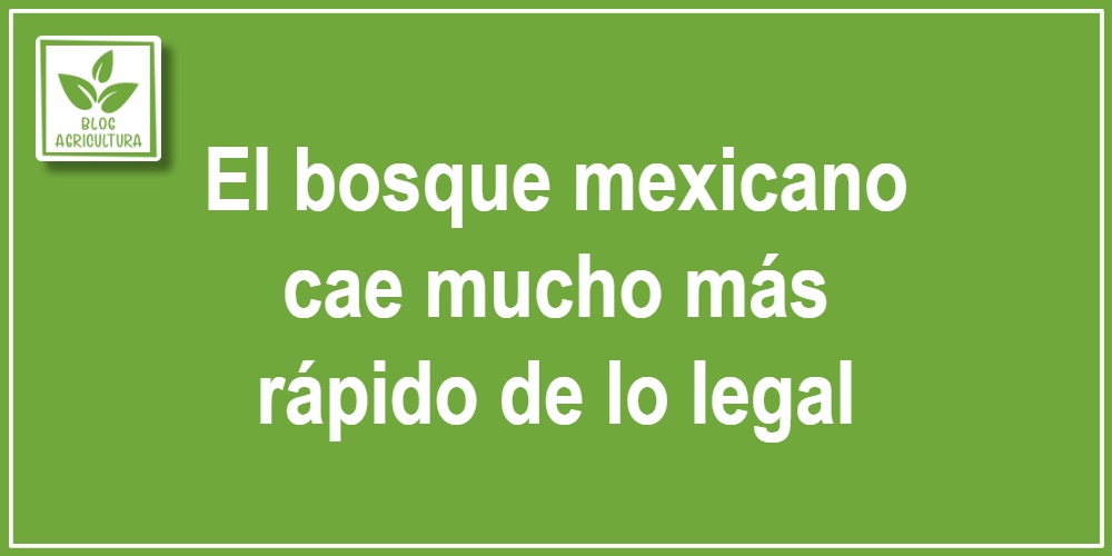 El bosque mexicano cae mucho más rápido de lo legal