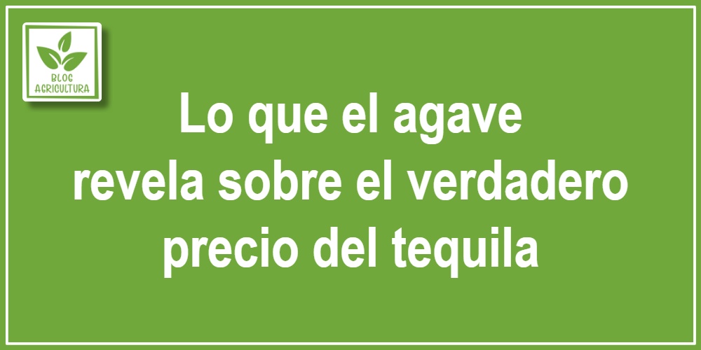 Lo que el agave revela sobre el verdadero precio del tequila
