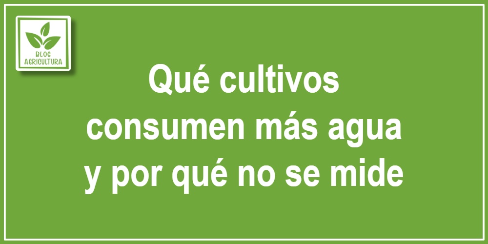 Qué cultivos consumen más agua y por qué no se mide
