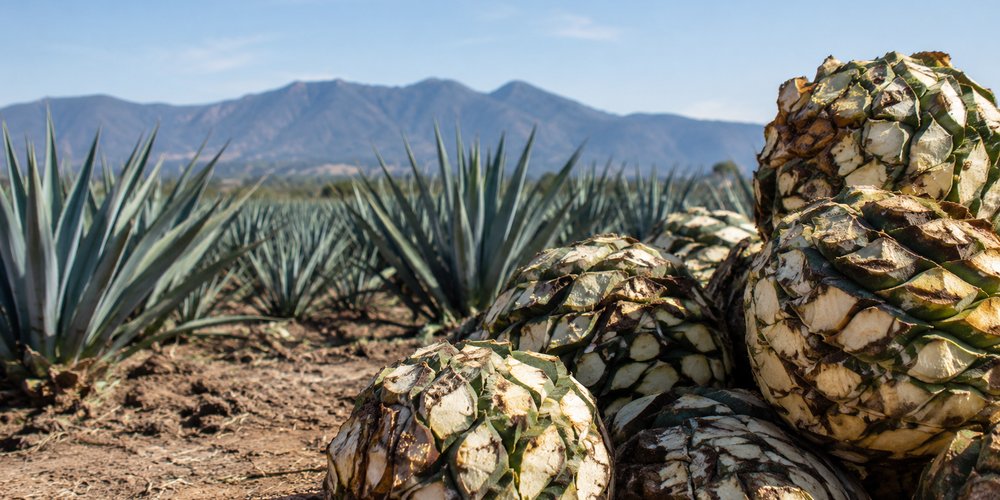 Gobierno mexicano alista propuesta ante la crisis del agave