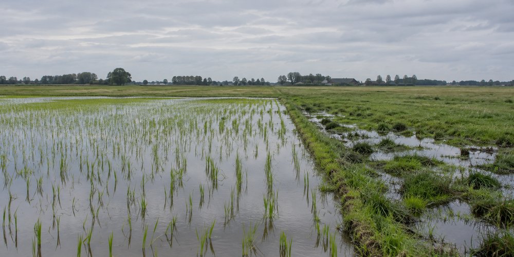 Países Bajos prueba arroz para frenar el hundimiento