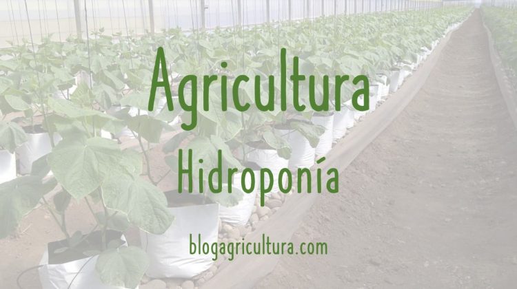 Agricultura Hidroponía