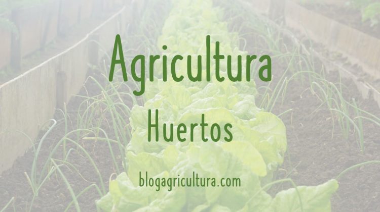 Agricultura Huertos