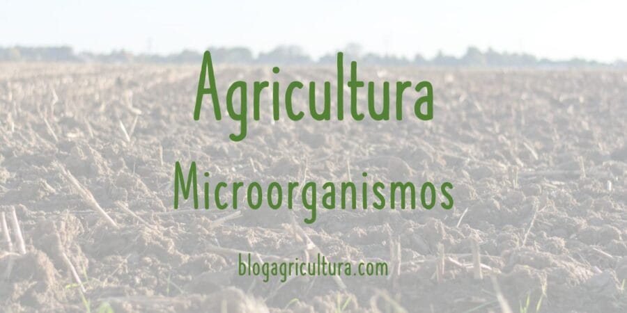 Algunos de los efectos benéficos de Pseudomonas en las plantas