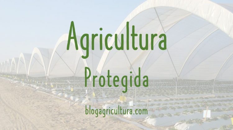 Agricultura Protegida