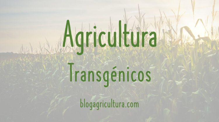 Agricultura Transgénicos
